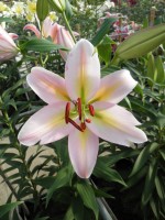 [1867 Rhone Mak No01.JPG]